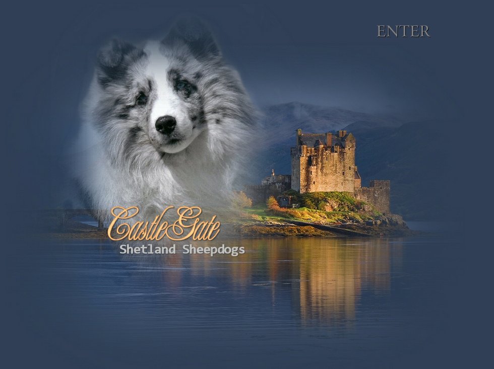 Welcome to CastleGate Shelties